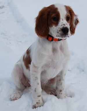Irish Red and White Setter dogs in Canada - CanaDogs