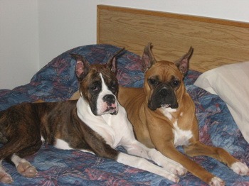 Boxer Adults CanaDogs