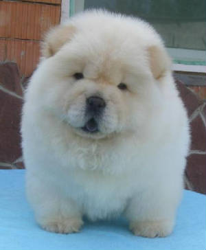 Chow Chow puppy Canada
