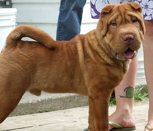 Chinese Shar-Pei Adult Canada