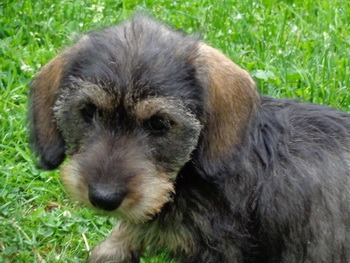 Miniature Wire-haired Dachshund puppy Canada