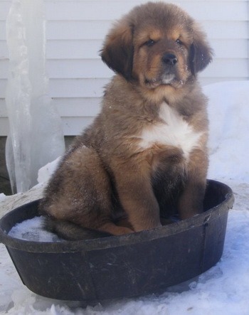 Tibetan Mastiff puppy Canada