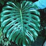 Philodendron (Cutleaf)