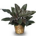 Philodendron (Red Princess)