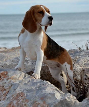 Beagle Canada