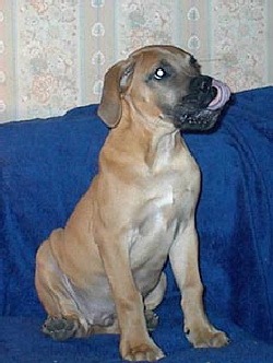 South African Boerboel South African Boerboel Canada