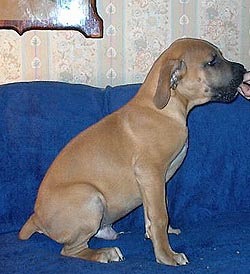 South African Boerboel South African Boerboel Canada