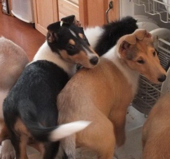 Smooth Collie puppies Canada