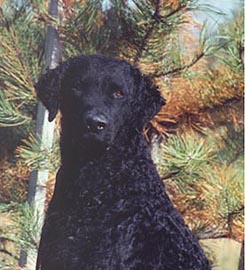 Curly-Coated Retriever dogs in Canada - CanaDogs
