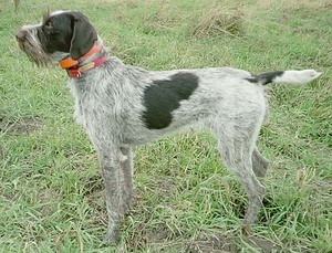 German Wirehaired Pointer Adult Canada
