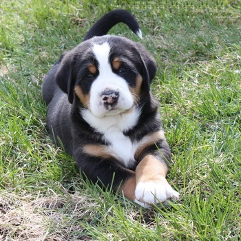 Greater Swiss Mountain Dog puppy Canada