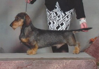 Standard Wire-haired Dachshund Adult Canada