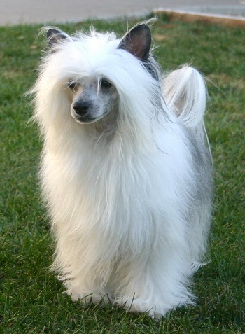 Chinese Crested Dog Canada