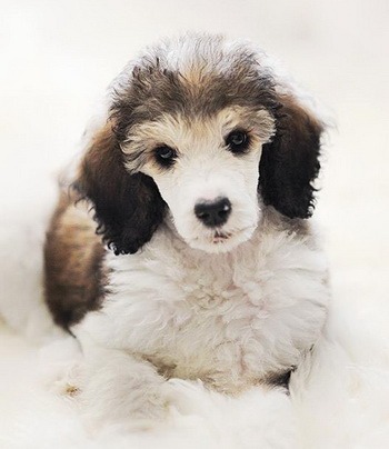 Standard Poodle puppy Canada