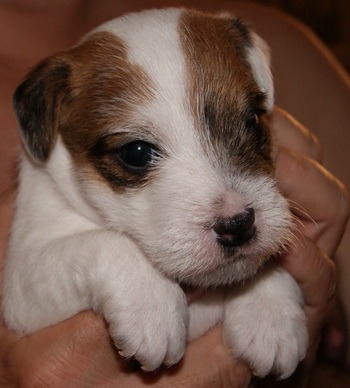 Parson Russell Terrier puppy Canada